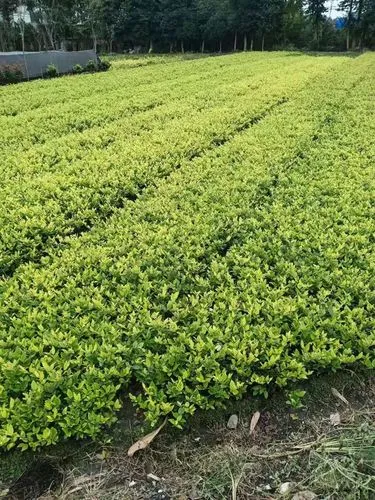 公園園林景觀設計與施工